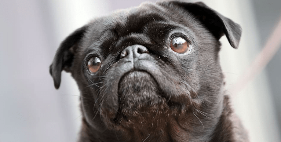 Мопс Вільма Мопс Вільма