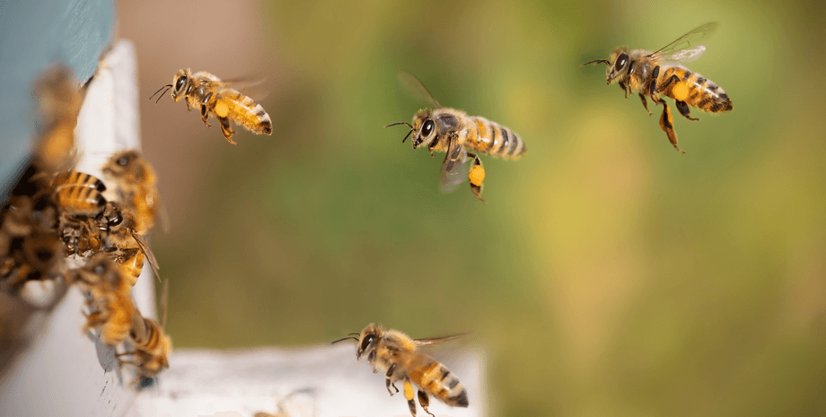 медоносные пчелы
