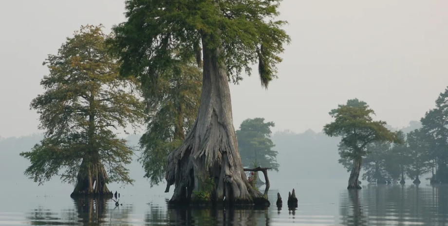 Болото является домом для множества растений и диких животных Самое мрачное болото в мире: ученые считают, его зря назвали таким образом0
