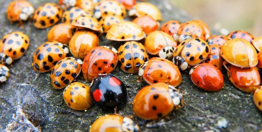 Аномальная жара и дожди создали идеальные условия для массового размножения насекомых