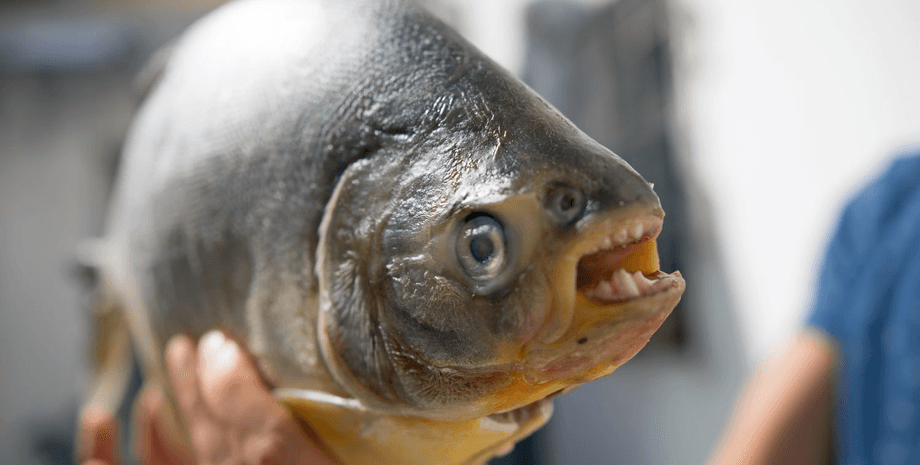 Бурый паку, рыба с человеческими зубами, пресноводная рыба, рыба покусала туристов, огромная рыба, закрыли курорт