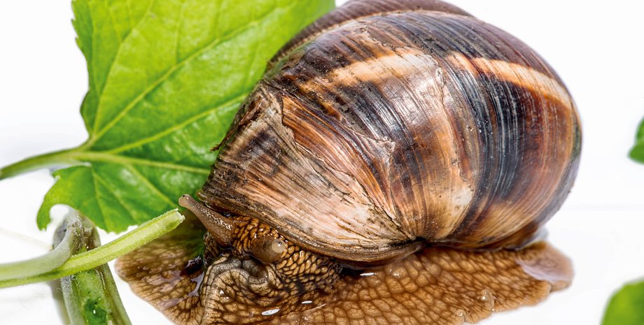 моллюск, улитка, питание, рацион, рацион древних людей, которые ели древние люди, ели Homo sapiens, Homo sapiens, древние люди, исследования, археология, находка, африка