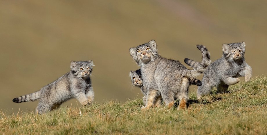 кішки, кошенята, манул, дика кішка, породи кішок, манул фото, фото кішок