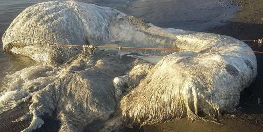 Фото: ViralPress