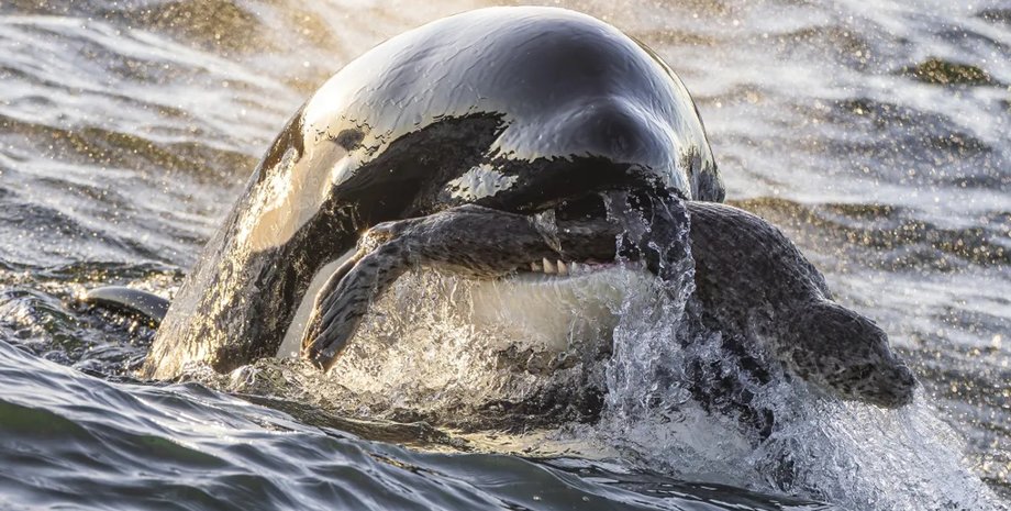 косатка детеныш