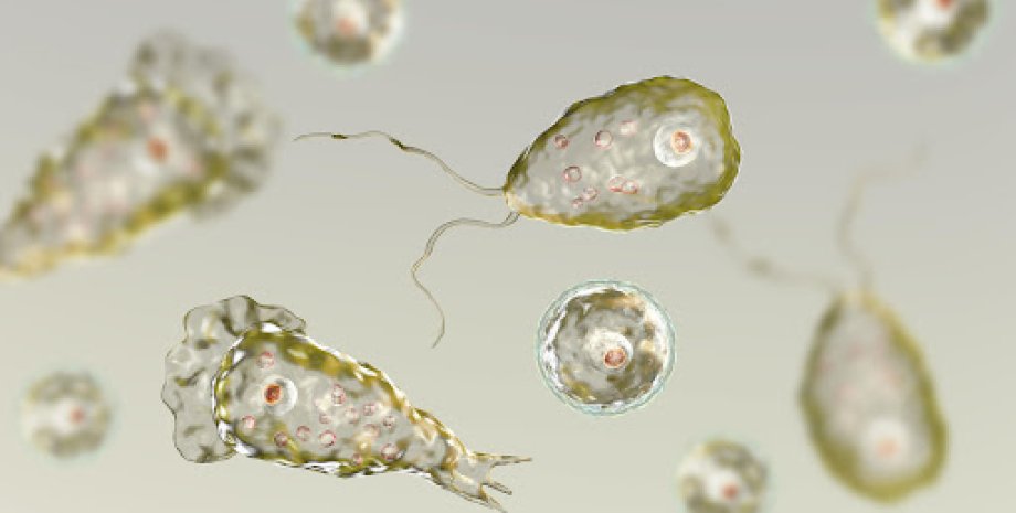 амеба, иллюстрация, одноклеточный организм