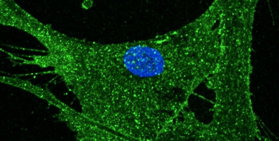 Клетки кожи