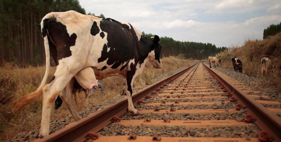 Стадо коров заблокировало движение поездов в Шотландии, железнодорожное сообщение, курьезы в путешествиях, фото, прикол