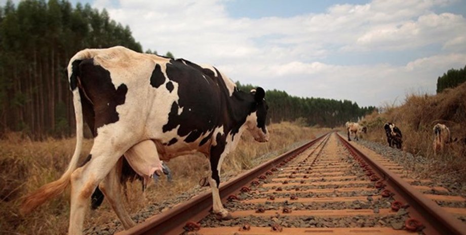 Стадо корів заблокувало рух потягів у Шотландії, залізничне сполучення, курйози в мандрівках, фото, прикол
