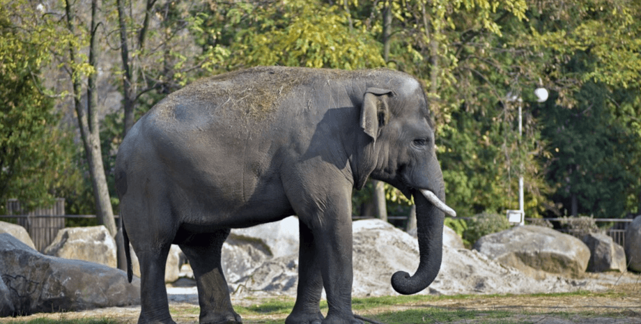 Реакция слонов на землетрясение удивила посетителей и работников зоопарка, что именно произошло, интересности, курьезы