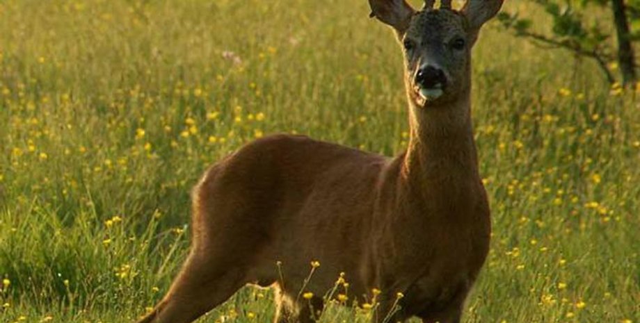 Фото: UA- Reporter.com