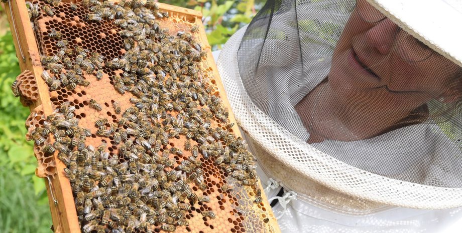 Цены на мед, Цены на мед у пасечников, цена мед, Обзор цен на мед в Украине