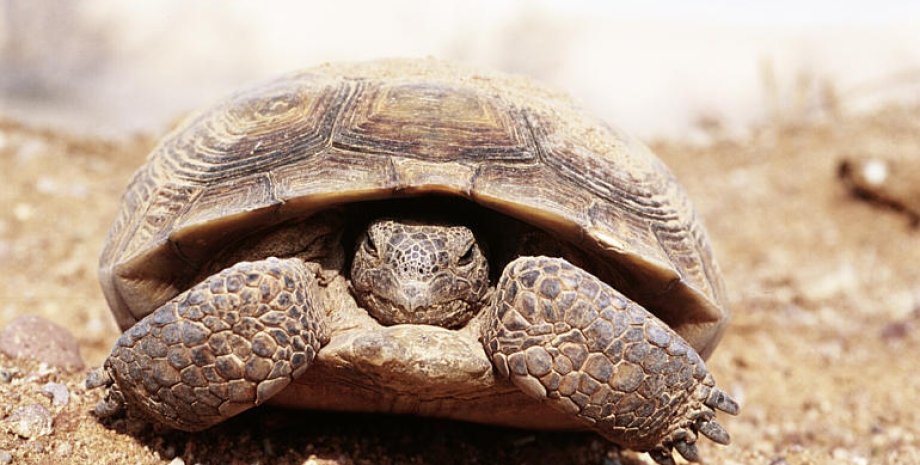 Черепаха пустынный западный гофер. Wikipedia