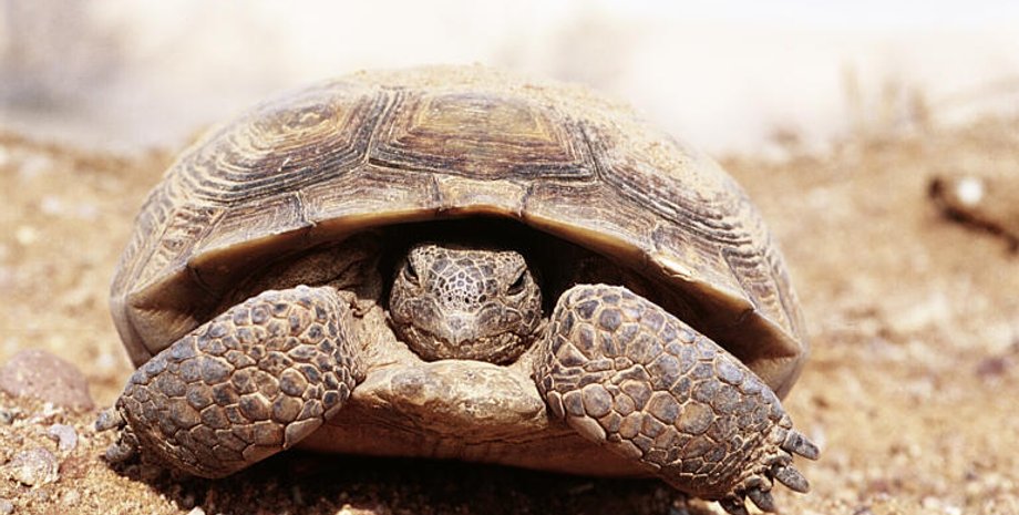 Черепаха пустынный западный гофер. Wikipedia