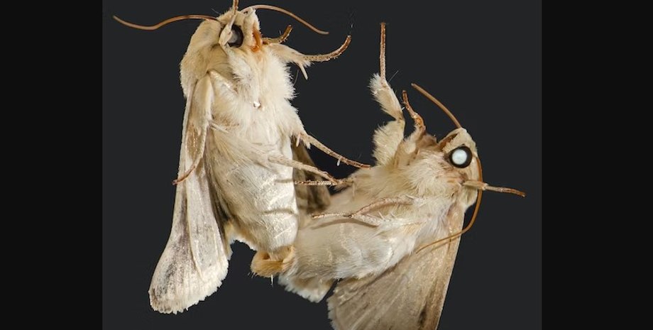 міль, тютюнова міль, самці молі