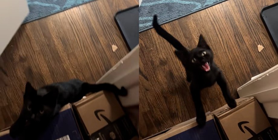 Кошеня образилося на жінку, яка не погодувала пухнастого: його реакція стала вірусною