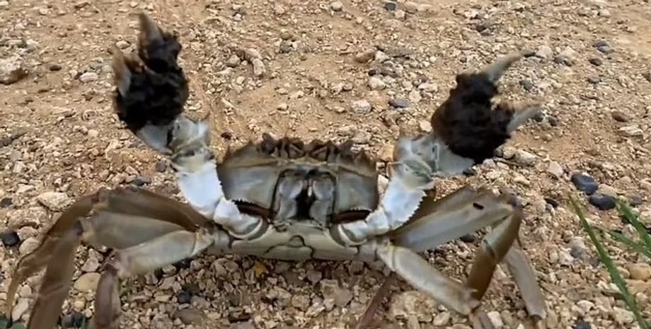 краби, еволюція крабів, краби еволюція