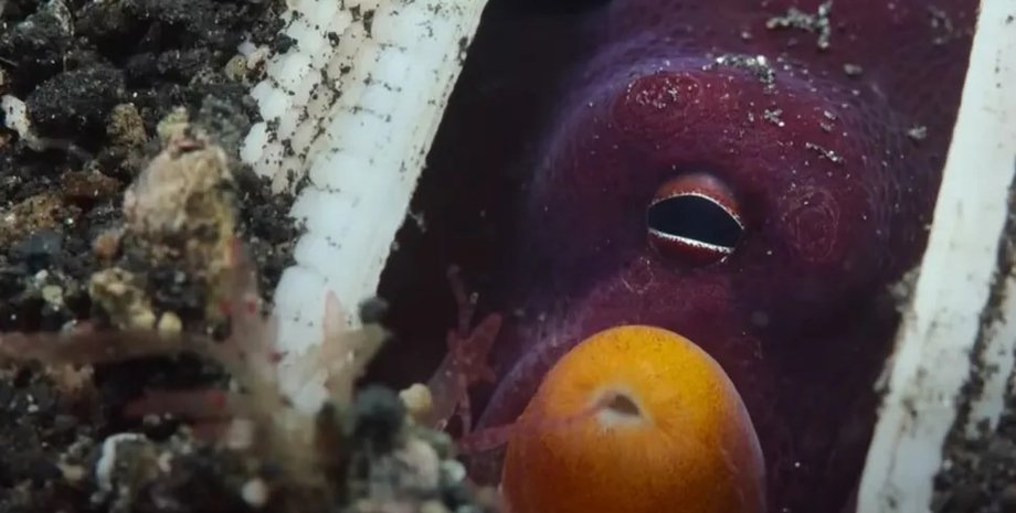 осьминог, кокосовый осьминог