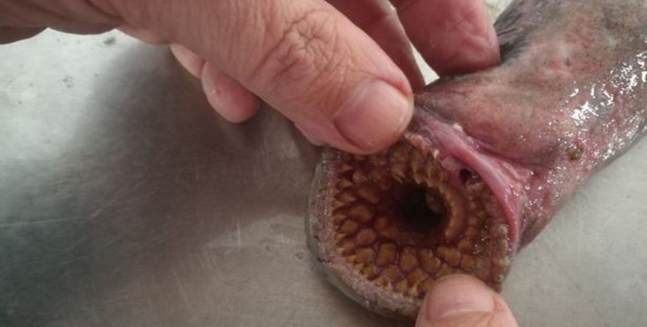 Минога, морская минога, рыба, паразит, "рыба-вампир