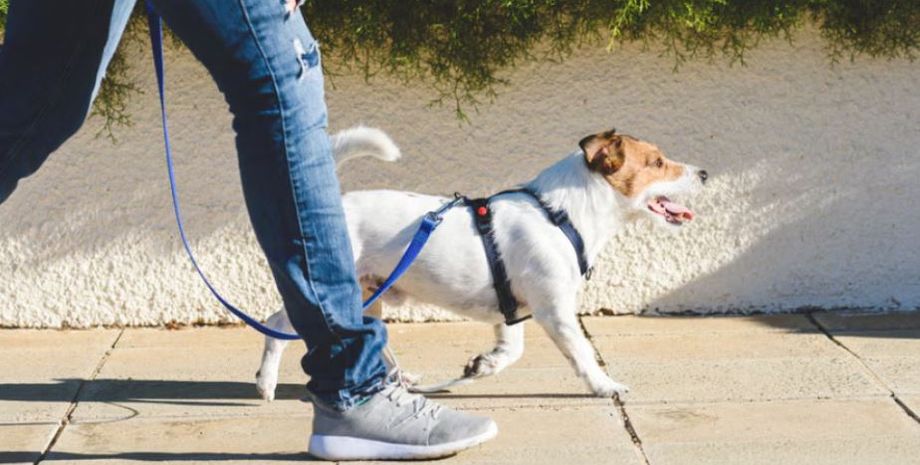Мужчина попросил брата выгулять свою собаку, а потом увидел странную сцену на скрытой камере дверного звонка