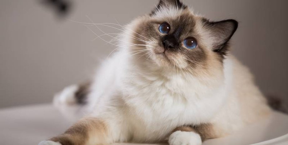 кішки трясуть головою