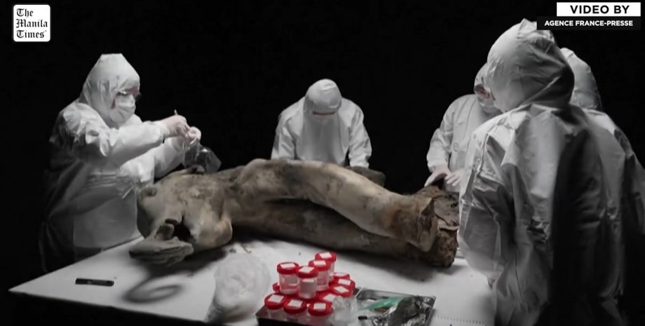 мамонтенок, останки мамонтенка