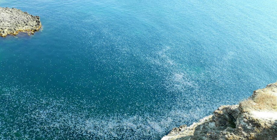 Медузы в Крыму / Фото: twitter.com/KrimRt