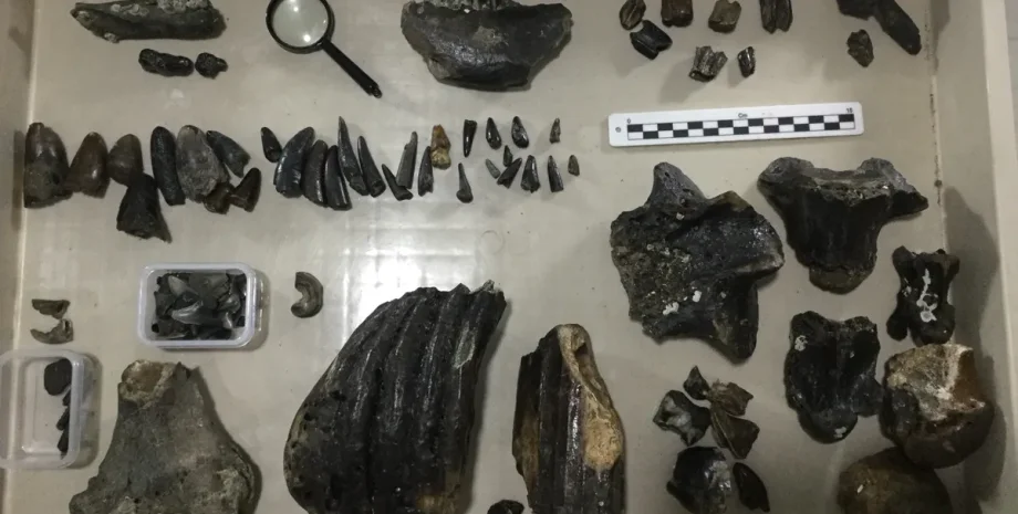 кости окаменелости останки археология археологи история люди