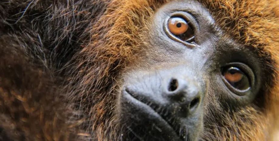 обезьяны, археология, исследования, каменные орудия, орудия труда