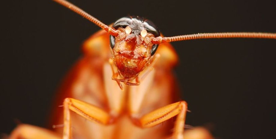 Фото: Popular Science