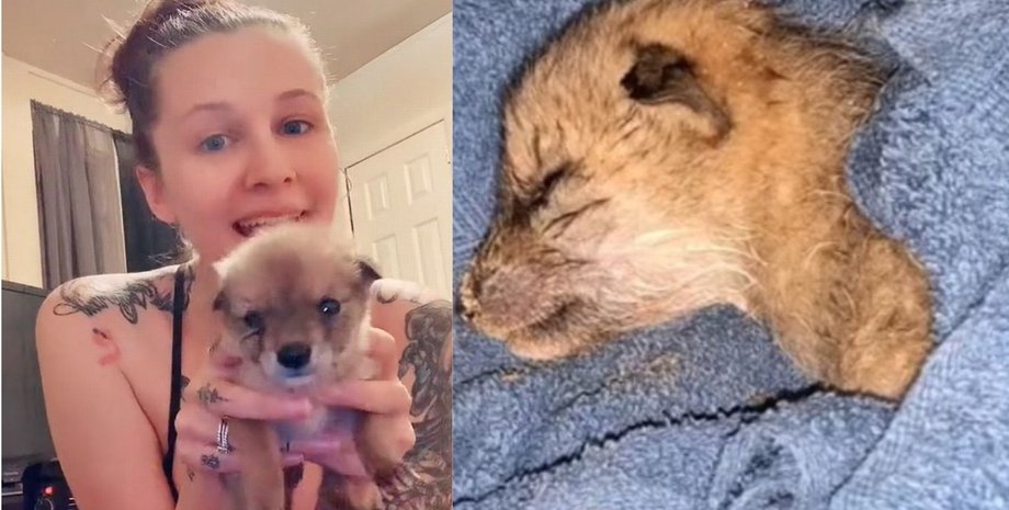 Девушка, койот, животное, соцсети, TikTok