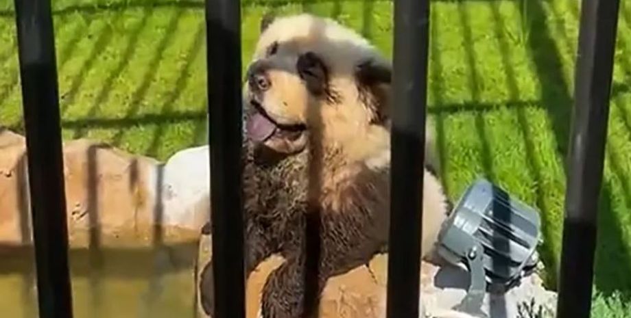 Собак перекрасили в панд в зоопарке Китая, зверинец, курьезы, интересные новости, мошенничество, обман, животные