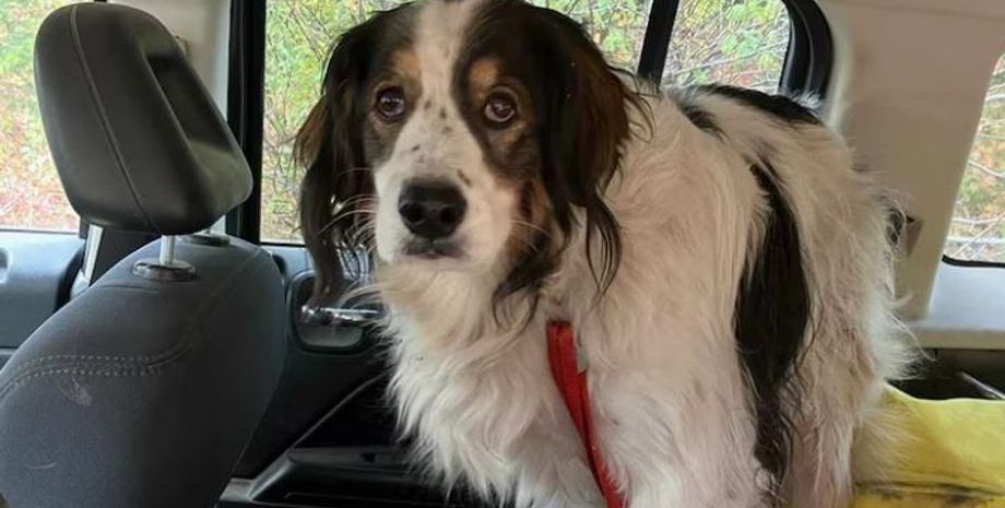 Собака Гіта врятувала життя своєму старенькому господарю, як це трапилось, курйози, цікаві історії