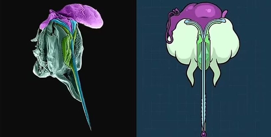 жало пчелы, пчелиное жало