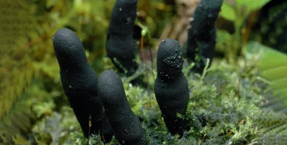 гриб, гриб пальці мерця