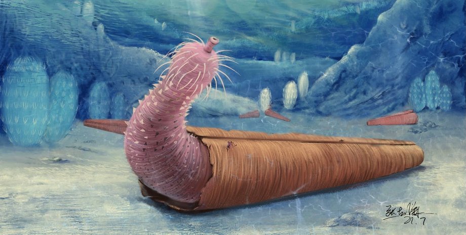 фалоподібний хробак, хіоліт, вода, малюнок