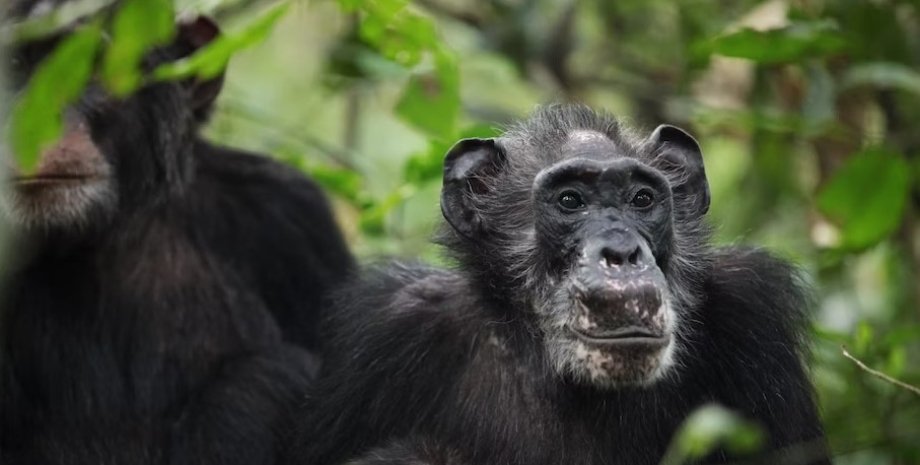шимпанзе, шимпанзе старость, шимпанзе менопауза