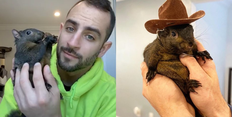 Полиция конфисковала белку, власти забрали белку, дикое животное, домашнее животное, белка, звезда соцсетей,