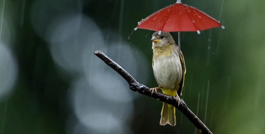 дощ, дощить, йде дощ, пташка, пташка в дощ, пташка з парасолькою, парасолька