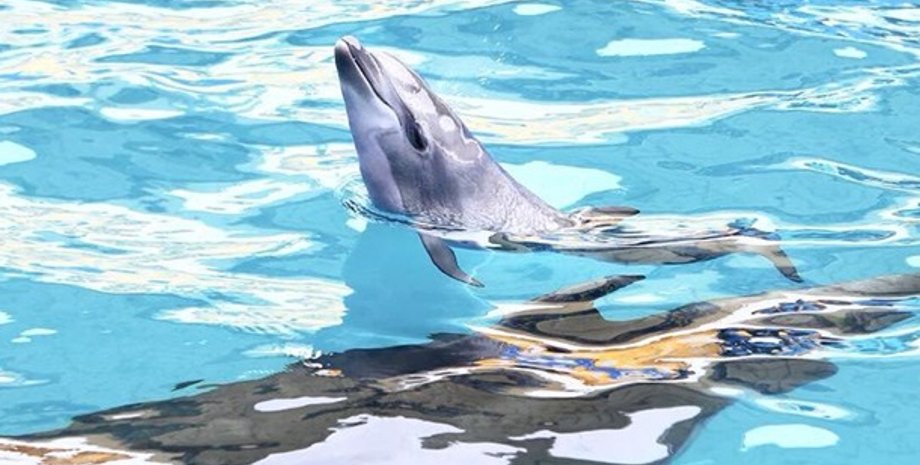 Фото: Сергей Георгиев/ 048.ua