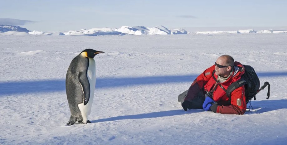 общение в антарктиде ученый и пингвин в антарктиде