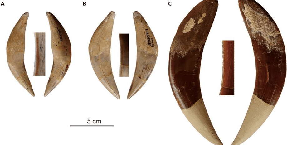 шаблезубий кіт, археологи, палеонтологи, рід, вид, кіт, скам’янілість, середовище, історія, дослідження, розкопки, регіон, еволюція