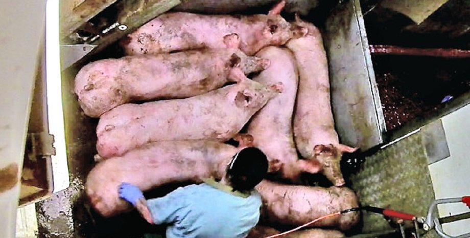 свині, ферма, великобританія