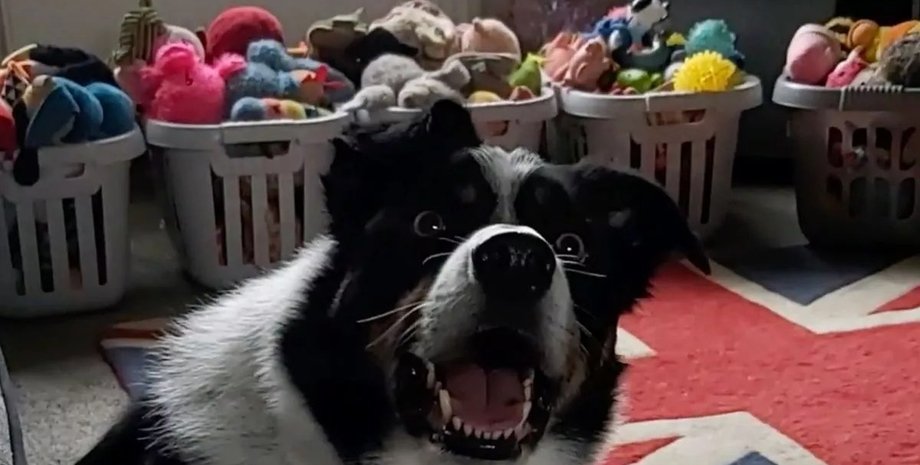 Самая умная собака Большой Британии, как научить собаку, воспитание пса, интеллектуальные игры, фото, животные, рекорды