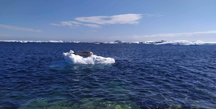 Антарктида, глобальне потепління, температурний рекорд, клімат