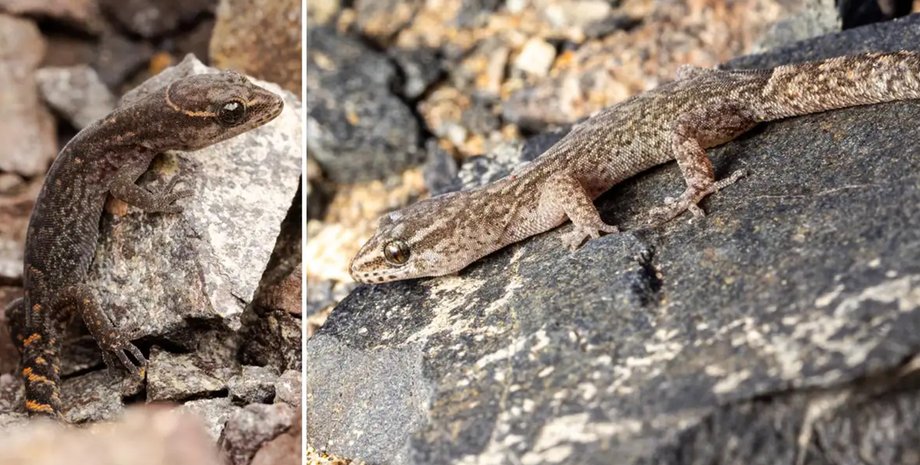два види геконів