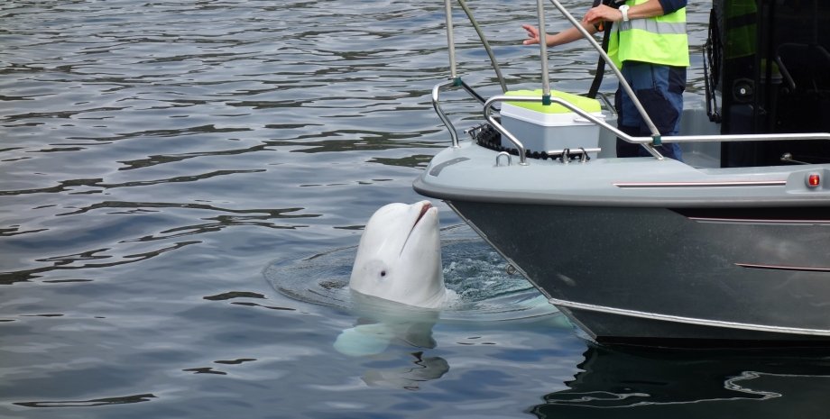 En 2019, les biologistes marins norvégiens ont suggéré que Beuluk pourrait être ...