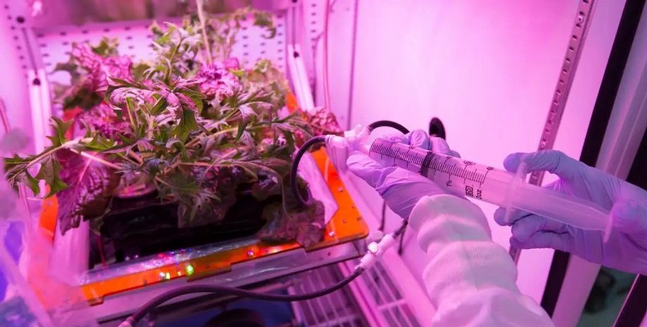 салат космос