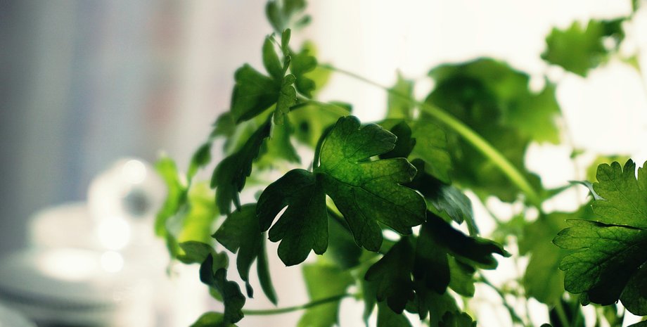 коріандр, історія, Італія, кулінарія, Європа, кухню, рецепт, римляни, насіння, їжа, страви, кухня, харчування, спеція, трави, листя