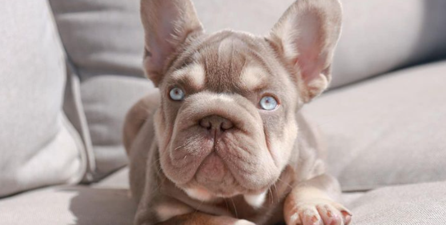 Дорогі породи собак, Big Rope, Роуп Дедді, фото, французькі бульдоги, вартість собак різних порід